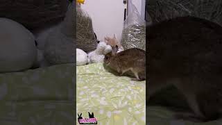 掘って掘って🐇