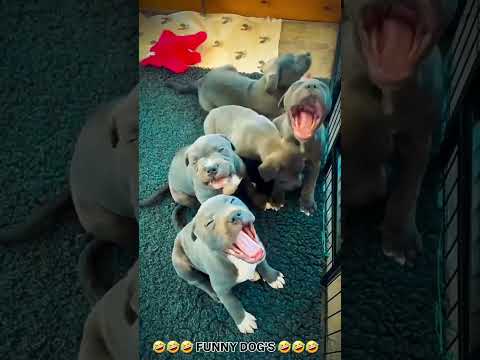 🤣🤣🤣 FUNNY DOG'S 🤣🤣🤣 #ganeloft039 #like #share #support #youtube #youtubeshorts #pets #funnydog