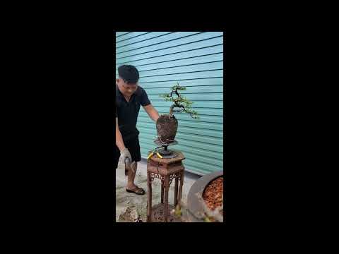 #caycanh đập chậu cướp cây