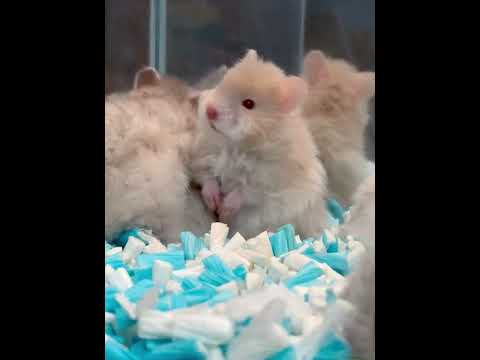 Baby you are a chubby little bear#Golden Thread Bear#Cute#Cute Pet Debut Plan.#Milk whoosh