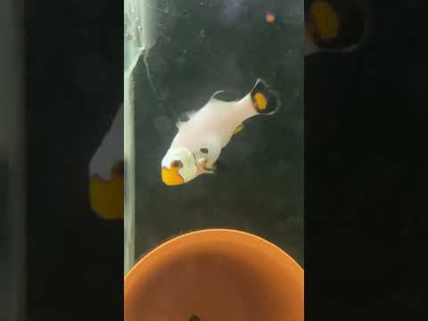 Wyoming white female clownfish for sale 