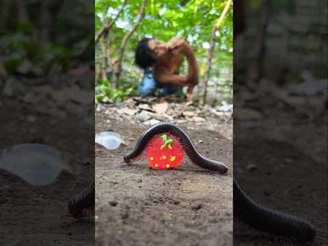Don't disappoint, millipede come back and eagerly eat this strawberry candy #shorts #millipede