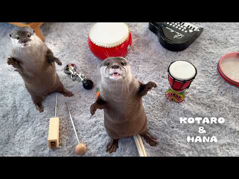 おもしろい楽器をカワウソに聴かせた結果、ある音にまさかの反応！　Otter Gets Snake Charmed While Listening to Musical Instruments