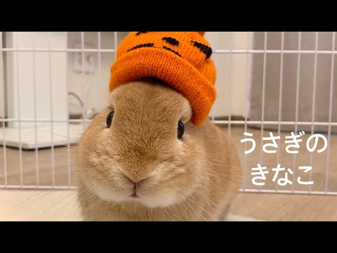 うさぎのきなこ🐰