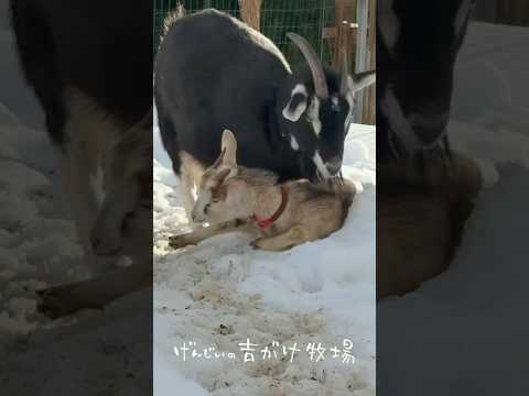 襲われる子ヤギ　助けるおばあちゃんヤギ　#animals #goat