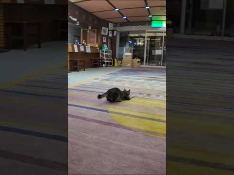 【猫ホテル】夜はロビーで運動会
