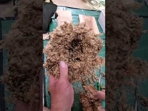 脇芽が成長(笑)こんな時は、どうする？