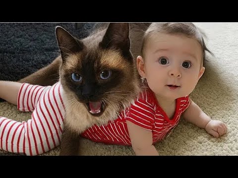 افضل المقاطع الفيديو المضحكه: لن تتوقف عن الضحك 😂😂