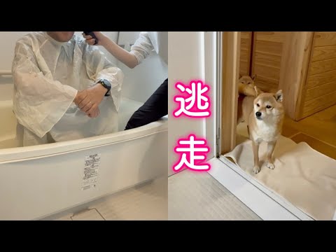 パパがバリカンでカットされてるのを見て慌てて逃げ出す柴犬が可愛い サムネイル
