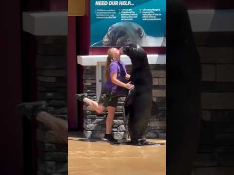 wow amazing dolphins #dolphin #seaworld #sealion #amazing #viral #shorts