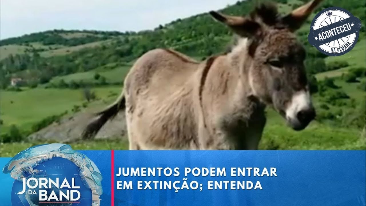 Jumentos podem entrar em extinção; entenda | Aconteceu na Semana