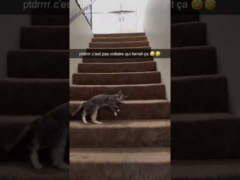 Abonnez vous pour voir des ptits chats 🤭❤️