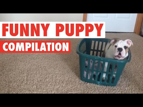 Puppies! Puppies! Puppies! Compilation 2016 - UCPIvT-zcQl2H0vabdXJGcpg