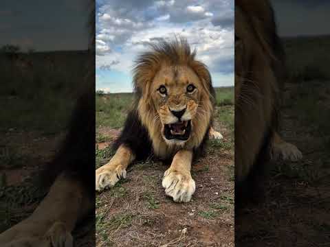 Cats, dogs, pets, animal #funny #cat #animals