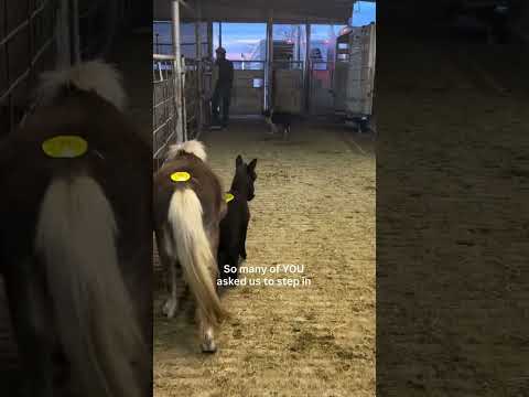 When the Community Speaks, Lives are Saved #help #horse #animals