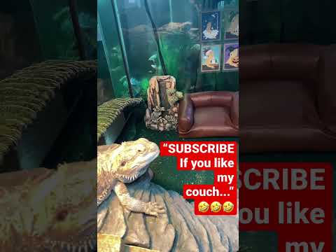 Bearded Dragon LEATHER COUCH #shorts #pets #pet #b Bearded Dragon LEATHER COUCH #shorts #pets #pet #beardeddragon