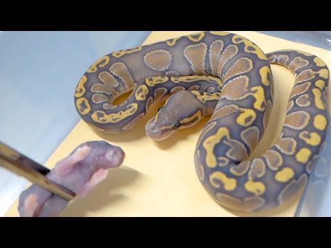 孵化した赤ちゃん蛇たちの餌付けが大変すぎる