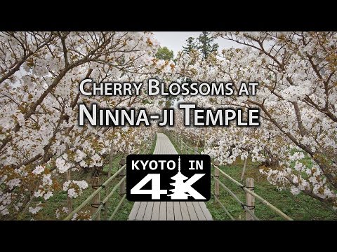 Beautiful Kyoto: Cherry Blossoms at Ninna-ji Temple [4K]