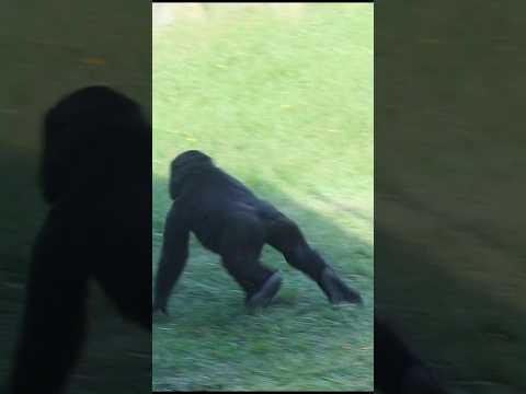弟と金剛猩猩が遊ぶ！台北動物園のかわいい瞬間 サムネイル