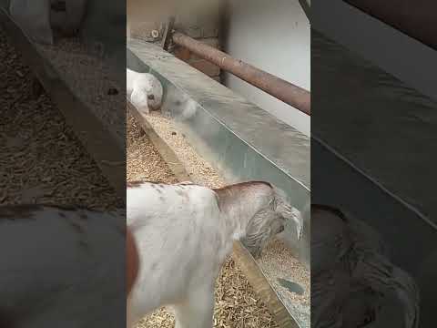 ہر گزرتے دن کے ساتھ Goat Kid Starter Feed کھانے والے بچوں کی تعداد بڑھ رہی ہے۔ الحمدللہ #goatkids #