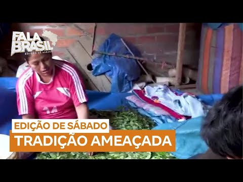 Tradição do cultivo de coca é ameaçada pelo tráfico na Bolívia