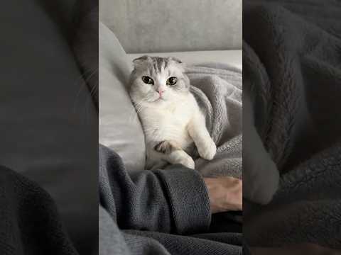 猫の動画サムネイル - 👶 #cat