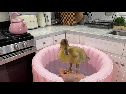 It’s ducky bath time! 