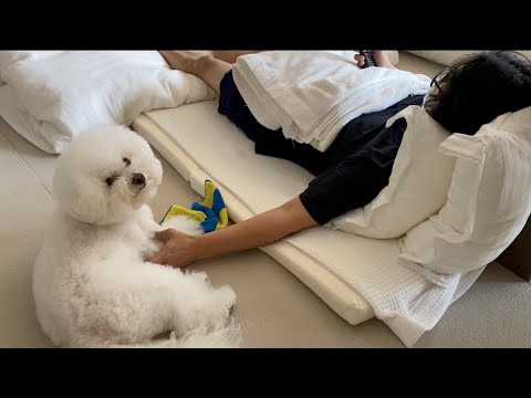 体調不良の飼い主を看病する愛犬