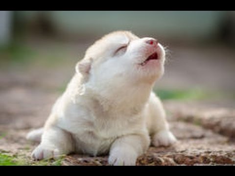 Cute Puppies Howling Compilation 2016 [Cuteness Overload] - UCCLFxVP-PFDk7yZj208aAgg