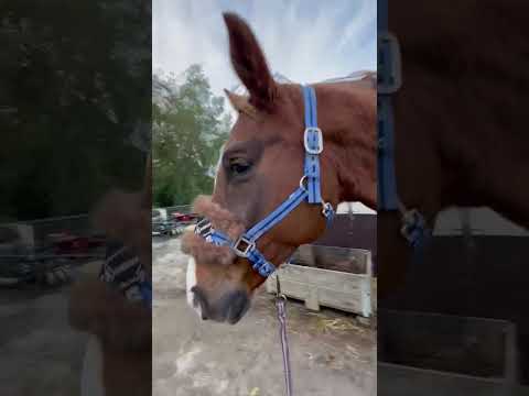 #funk #jazz #music #oldies #horse #horses