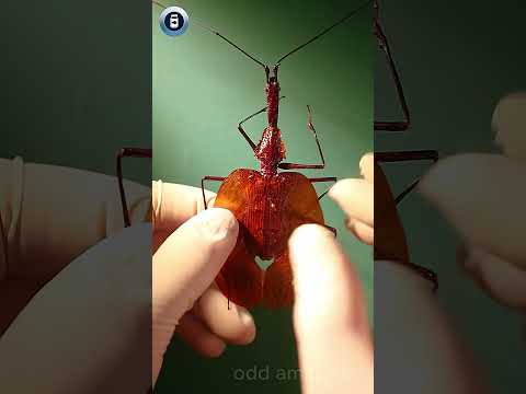 Violin Beetle - what do you think? #animals #science #learnonshorts