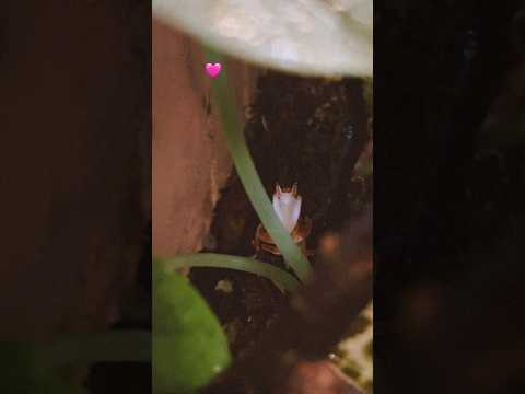 Orchideenmantis🩷🌸 #mantis #gottesanbeterin #terrarium