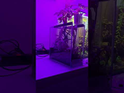 Gram w Gothic, a w tle kopulacja Psalmopoeus irminia #spider #gothic