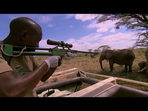 Tranquillising Wild African Elephants | This Wild Life | BBC - UCwmZiChSryoWQCZMIQezgTg