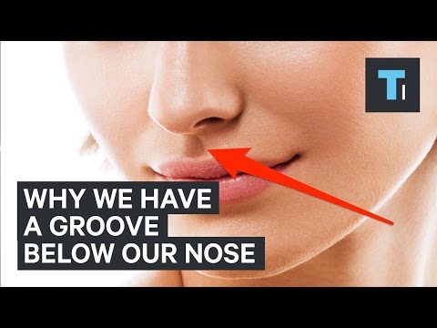 Here's why we have that little groove below our nose - UCVLZmDKeT-mV4H3ToYXIFYg