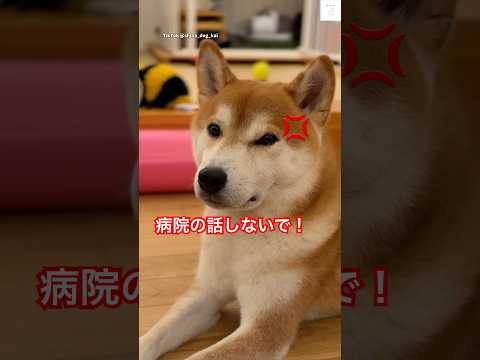 病院で注意される柴犬の面白いシーンと癒やしの瞬間 サムネイル