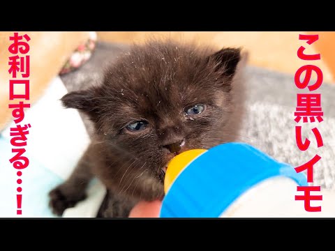 黒いイモ兄妹、デキるイモっぷりを見せつける The good black-taro-kitties