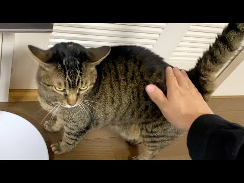 ケツドラムをしたときのてんちゃんとふくちゃんの反応の違い...