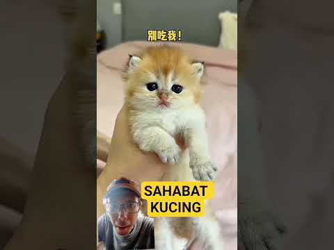 Kucing anggora lucu dan imut #kucinglucu #kucinganggoralucudanimut #cat #kucing #shortvideo