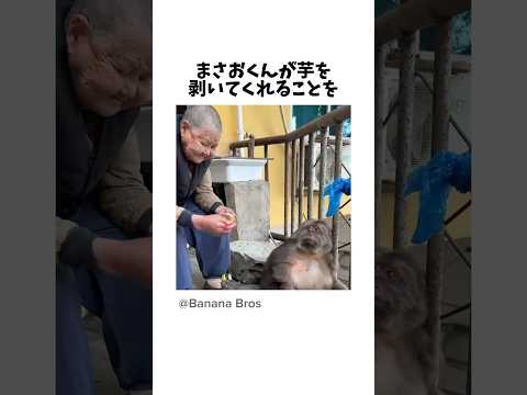 猫の動画サムネイル - 人とお猿の不思議で平和な信頼関係