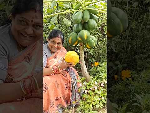 #మా తోట మరో ఊటీలాంటిది.#viral video.