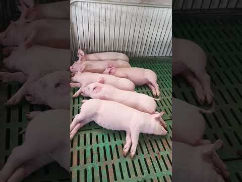 #music #anime #beats #lofi #otaku #pig #pigfeed #porcicultura #piggy #porcino