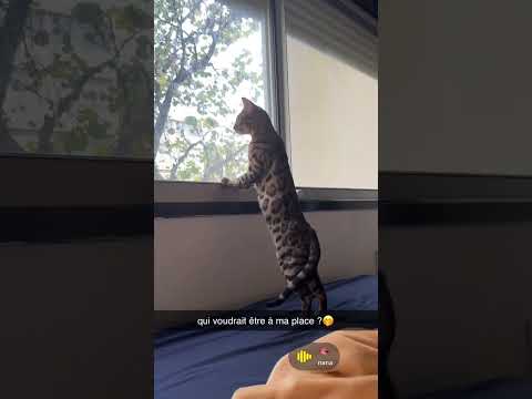 Vous aimez les Bengal???