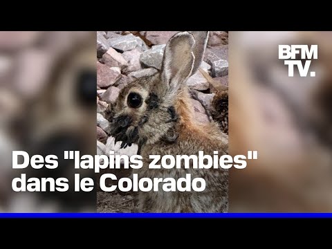 Des lapins avec des tentacules sur le tête aperçus dans le Colorado