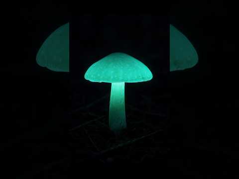 Did you know some mushrooms glow at night? 🍄.#shorts #natureshorts #glowingmushroom #mushroom