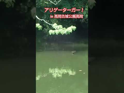 アリゲーターガー！in 高岡古城公園！富山県高岡市！生物ハンター加藤英明【公式】かとチャン