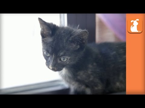 Hilarious Curious Kittens Hear Dogs For The First Time - Kitten Love - UCPIvT-zcQl2H0vabdXJGcpg