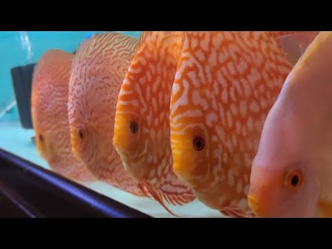 Discus Talk_ CBD and THC use in the aquarium As promised I am going live with research done on CBD and THC use in the aquarium. 
References_ 
C