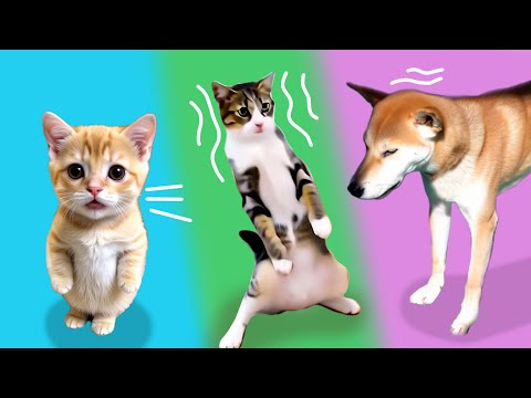 Funny domestic cats and dogs