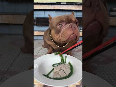 #万物可爱计划#记录和它的每个夏天 #恶霸犬